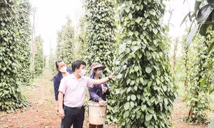 Gần 30.000 hộ khó khăn ở Quảng Trị được tiếp cận nguồn vốn chính sách