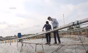 Trà Vinh: Nuôi tôm thâm canh cho lợi nhuận cao gấp từ 7 - 10 lần 