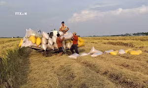 Đồng Tháp: Xây dựng vùng nguyên liệu lúa OM 18 phục vụ xuất khẩu