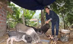 Chị Hồ Thị Hưu, xã Trà Sơn, huyện Trà Bồng thoát nghèo nhờ chính sách hỗ trợ sinh kế của UBMTTQ Việt Nam huyện. Ảnh: Đinh Hương - TTXVN