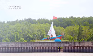 Từ Trà Cổ rừng dương đến Cà Mau rừng đước