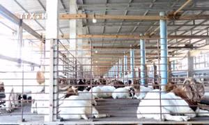 Tiền Giang: Xã anh hùng Tăng Hòa hướng đến nông thôn mới kiểu mẫu