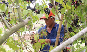 An Giang mùa trâm chín