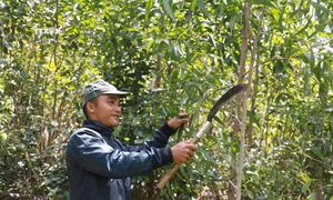 Giao đất trồng rừng, tạo sinh kế bền vững cho đồng bào dân tộc thiểu số ở Phú Mỡ