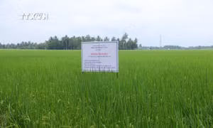 Tăng lợi nhuận khi sản xuất lúa theo hướng hữu cơ tại Sóc Trăng