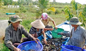 Hồi sinh nguồn lợi cá đồng