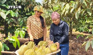 Thu hoạch sầu riêng trồng theo tiêu chuẩn VietGAP tại xã Ia Mơ Nông (Chư Păh, Gia Lai). Ảnh: Hoài Nam - TTXVN