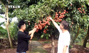 Nỗ lực xây dựng thương hiệu cho quả vải Hưng Yên