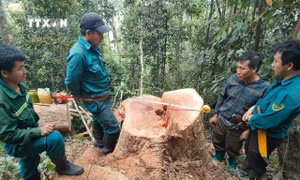Bắt quả tang 5 đối tượng khai thác gỗ rừng tự nhiên trái pháp luật