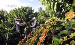Gia Lai phát triển cà phê bền vững thích ứng với các tiêu chuẩn của EUDR