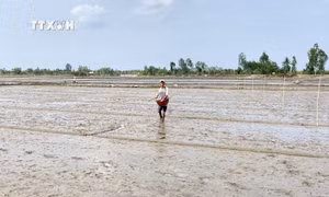 Phòng chống hạn, mặn: Nhiều giải pháp xuống giống tập trung vụ Hè Thu