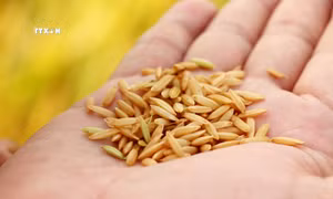Lúa gạo Việt thành công từ giống tốt
