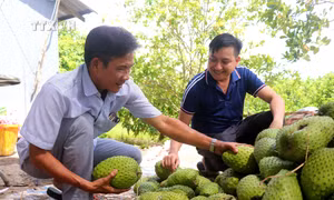 Trồng mãng cầu xiêm cho hiệu quả kinh tế cao ở Thới Hưng