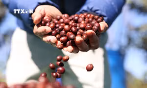 Cà phê đặc sản của trang trại Aeroco Coffee đã có mặt ở thị trường các nước châu Âu, Nhật Bản, Hoa Kỳ, Canada, Trung Quốc. Ảnh: Tuấn Anh – TTXVN