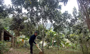 Trồng rừng FSC giúp người dân miền núi Thanh Hóa xóa đói, giảm nghèo