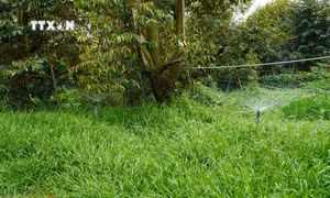 Đồng Tháp chủ động ứng phó xâm nhập mặn, tránh ảnh hưởng vườn cây ăn quả