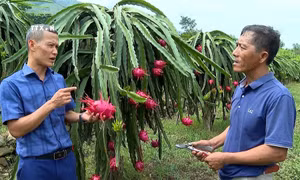 Yên Bái thiết lập đồng bộ 4 trụ cột chính chuyển đổi số nông nghiệp, nông thôn