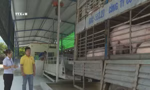 Trạm trung chuyển lợn thịt - "chốt chặn" kiểm soát dịch bệnh ở Bình Phước