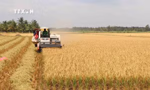 Trà Vinh xây dựng thương hiệu, hình thành liên kết chuỗi giá trị sản phẩm lúa và dừa
