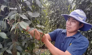 Bình Phước phát huy lợi thế phát triển cây công nghiệp chủ lực