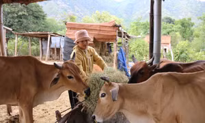 Phụ nữ Khánh Hòa hỗ trợ nhau phát triển kinh tế