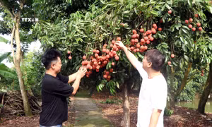 Nỗ lực xây dựng thương hiệu cho quả vải Hưng Yên