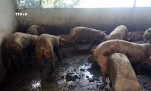 Lâm Đồng: Trang trại chăn nuôi tự phát gây ô nhiễm môi trường