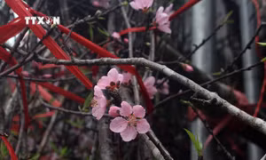 Đào đá Mường Lát vào vụ Tết