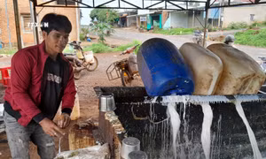 Nông dân Bình Phước phấn khởi khi mủ cao su tăng giá 