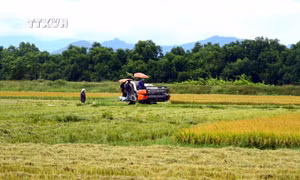 Quảng Bình: Xây dựng chuỗi liên kết, xóa tình trạng bỏ hoang lúa vụ Hè Thu