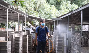 Thủ tướng yêu cầu thực hiện nghiêm các biện pháp phòng, chống dịch tả lợn châu Phi
