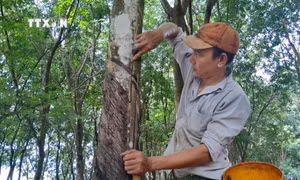 Bình Phước: Tăng liên kết, phát triển chuỗi giá trị nông nghiệp
