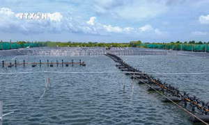 Ao nuôi tôm công nghiệp sử dụng điện mặt trời của gia đình ông Trịnh Văn Hoặc ở ấp Bình Điền, xã Long Điền Tây (Đông Hải, Bạc Liêu). Ảnh: Thanh Liêm - TTXVN