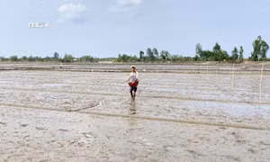 Phòng chống hạn, mặn: Nhiều giải pháp xuống giống tập trung vụ Hè Thu