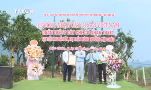 Công nhận quần thể 57 cây chè cổ Shan tuyết ở Mộc Châu (Sơn La) là cây di sản Việt Nam