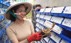 Nuôi cua trong hộp nhựa: Hướng đi nhiều sáng tạo 