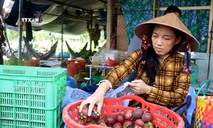 Măng cụt mất mùa, nhà vườn kém vui