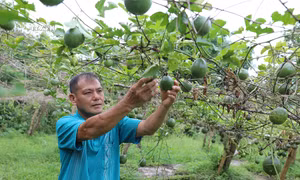 Người Mông vùng biên giới Nậm Pồ làm giàu nhờ thay đổi nếp nghĩ, cách làm