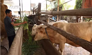 Nghị định quy định chính sách hỗ trợ nâng cao hiệu quả chăn nuôi