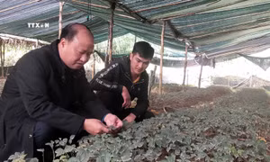 Cao Bằng ứng dụng khoa học công nghệ vào sản xuất nông nghiệp