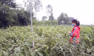 Quảng Trị định hướng phát triển sản phẩm OCOP gắn với xây dựng vùng nguyên liệu