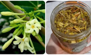 Tổn thương gan nghiêm trọng do dùng thuốc không rõ nguồn gốc