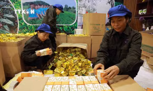 Phú Thọ có thêm nhiều sản phẩm nông nghiệp đạt tiêu chuẩn OCOP
