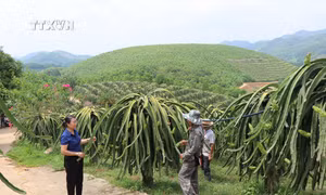 Đỗ Thị Thu Hiền - “Nữ tướng” ở xã vùng cao Yên Phú