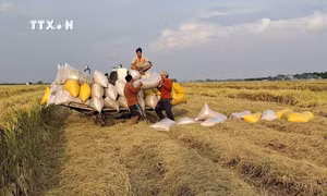Đồng Tháp: Xây dựng vùng nguyên liệu lúa OM 18 phục vụ xuất khẩu