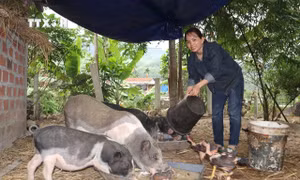 Chị Hồ Thị Hưu, xã Trà Sơn, huyện Trà Bồng thoát nghèo nhờ chính sách hỗ trợ sinh kế của UBMTTQ Việt Nam huyện. Ảnh: Đinh Hương - TTXVN