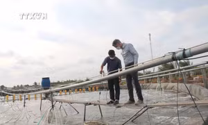 Trà Vinh: Nuôi tôm thâm canh cho lợi nhuận cao gấp từ 7 - 10 lần 