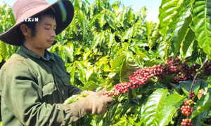 Gia Lai chủ động nguồn nguyên liệu nông sản xuất khẩu