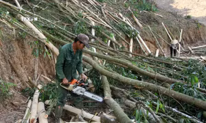 Nghệ An: Phát triển sinh kế bền vững cho các cộng đồng sống phụ thuộc vào rừng