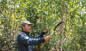 Giao đất trồng rừng, tạo sinh kế bền vững cho đồng bào dân tộc thiểu số ở Phú Mỡ